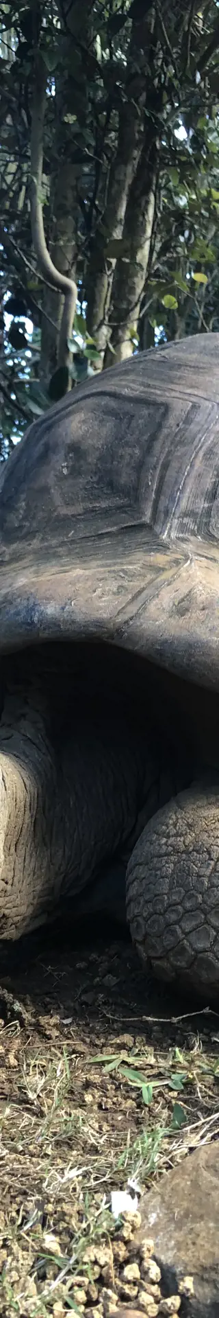 Hallo "kleine" Schildkröte!
